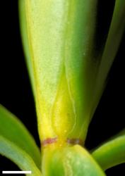 Veronica simulans. Leaf bud with acute sinus. Scale = 1 mm.
 Image: W.M. Malcolm © Te Papa CC-BY-NC 3.0 NZ